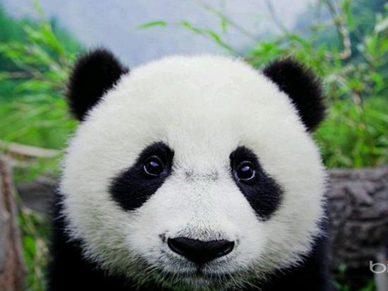 菲律宾发行熊猫债，开启中菲金融合作新篇章菲律宾发行熊猫债是真的吗